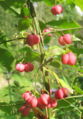 Pfarrerkapperl (Euonymus europaeus).jpg