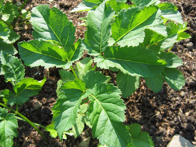 Datei:SG Giersch1.jpg