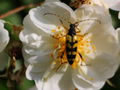 SG Käfer Schmalbock (Leptura quadrifasciata).JPG