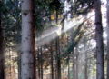 Sonnenstrahl Wald2.jpg
