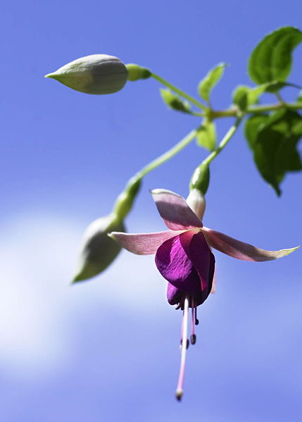 Datei:Fuchsie von Vroni.jpg