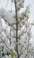 Dirndlblüte im Schnee Josef Scharf.jpg