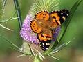 SG PG Distelfalter (Vanessa cardui) .JPG