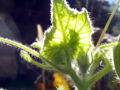 Zucchiniblatt GL.jpg
