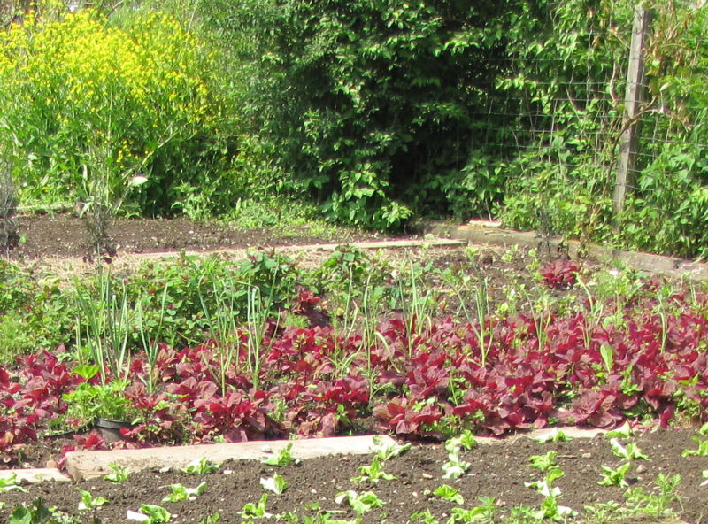 Datei:SG FrühjahrsStand E-Mai.jpg