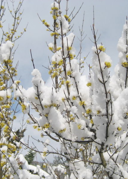 Datei:Dirndlblüte im Schnee.jpg