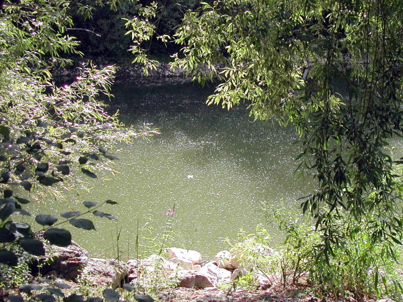 Datei:Steinschaler Teich-Durchblick.jpg