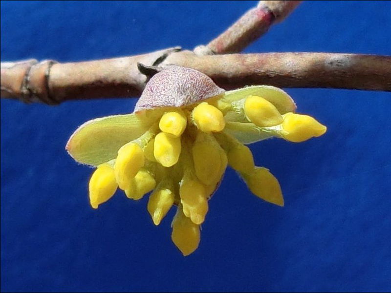 Datei:Dirndlblüte Gnadl.jpg