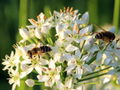 Knolauchblüte mit Schwebfliege Eristalis tenax.JPG