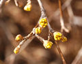 Cornus mas 040305 03.jpg