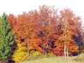 Herbstfärbung Wald.jpg