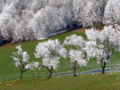 Laimboden Raureifbaum1.jpg