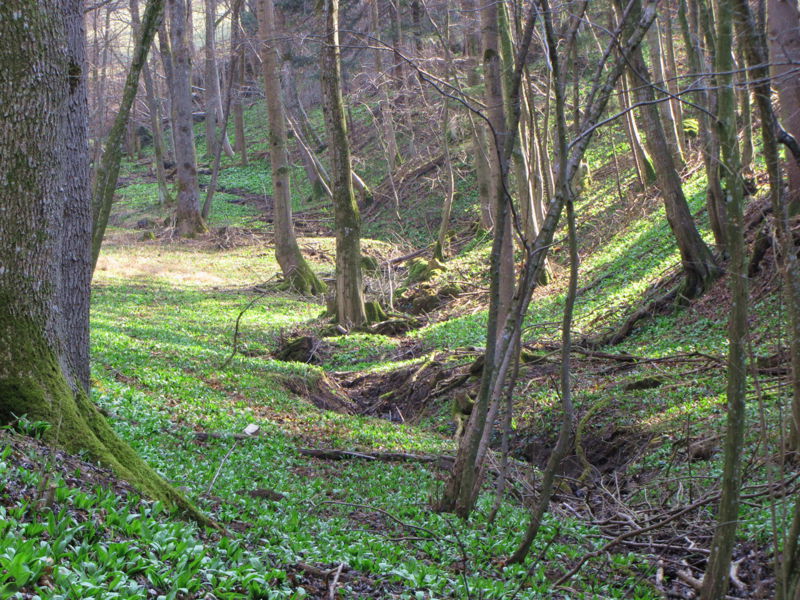 Datei:Rankelgraben oben.jpg
