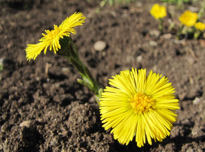 Datei:SG-Huflattichblüte3.jpg