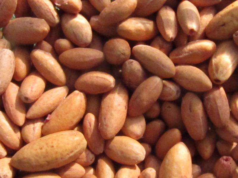 Datei:D-Kernspucken Munition.jpg