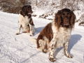 Hunde Fam Lecker SIlvester.jpg