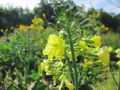 Sg Herbstblüte.jpg