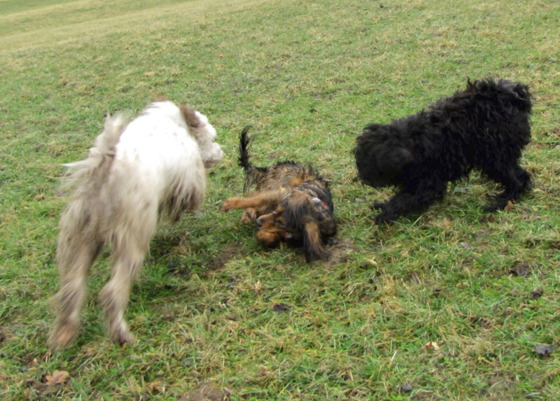 Datei:3 hunde Spiel.jpg