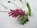 ÈST Orchidee i Schnee1.jpg