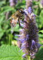 Biene auf Anis-Ysop.jpg