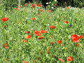 SG-Prodgarten Mohn0.jpg