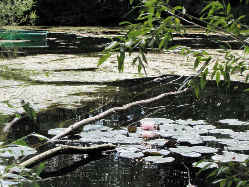 Datei:SG Teichidyll 2010.jpg