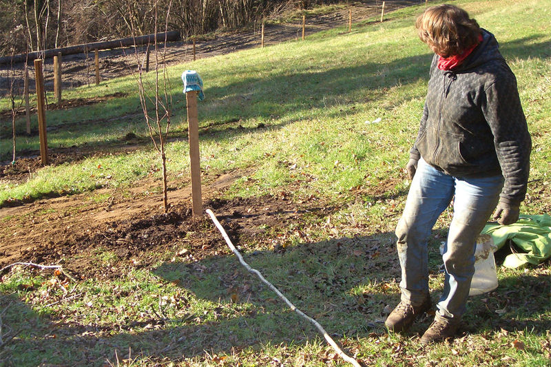 Datei:Baumpflanzung Abstand messen.jpg