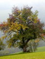 Herbstpracht Birnbaum.jpg