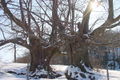 Bärntaler Loakn - Winter 2 Bäume.jpg