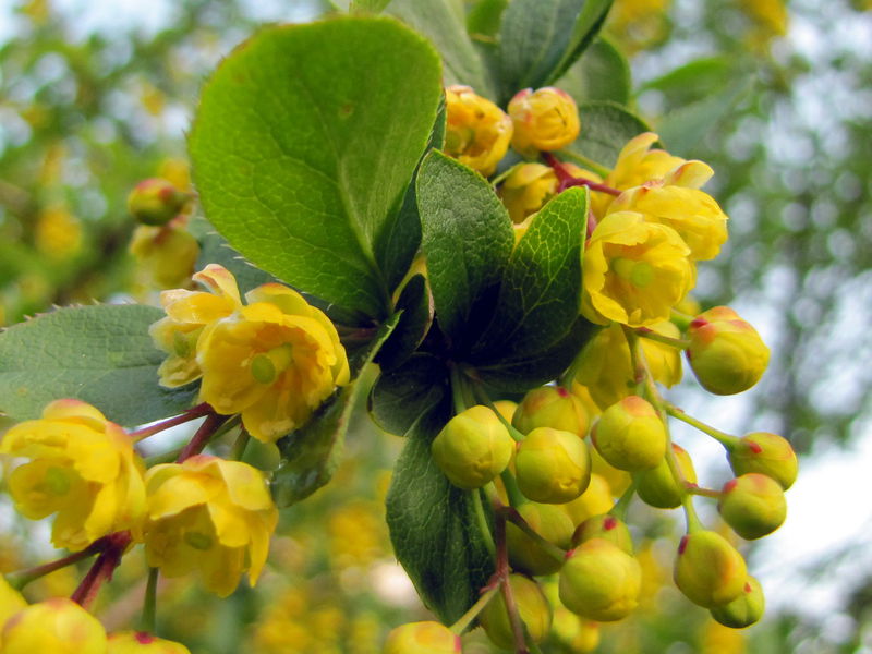 Datei:SG-Berberitzenblüte.jpg