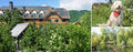 Hunde im Sommer - Header.jpg
