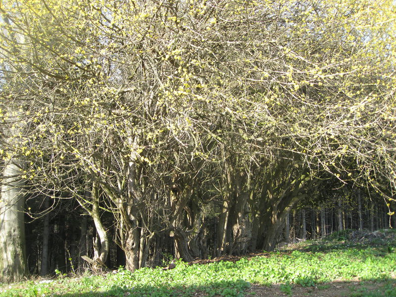 Datei:Dirndlvorkommen Gnauöd2011.JPG