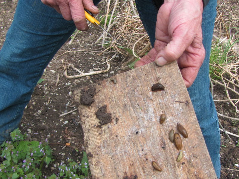 Datei:SG Schnecken unter Brett.jpg