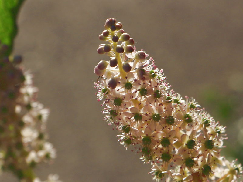 Datei:Kermesbeerenblüte.jpg