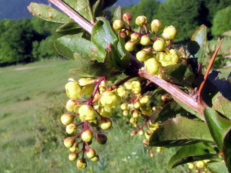 Datei:EST Berberitzenblüte9.jpg