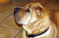Hund - Familie Ecker 2011.jpg