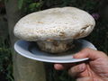 Champignon 1kg Zucht Weissenbacher.JPG