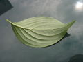 Cornus mas 090813 11.jpg