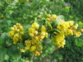 Berberitze (Berberis vulgaris) Blüte.jpg