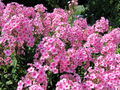 SG Phlox24.jpg