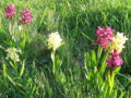 EST Orchideen Wegesrand.jpg