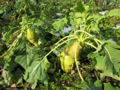 SG Winter Kohlrabi.jpg