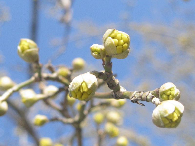 Datei:Dirndlbluete 4691.JPG