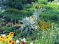 Sg Eselsdistel Blumenbeet.jpg