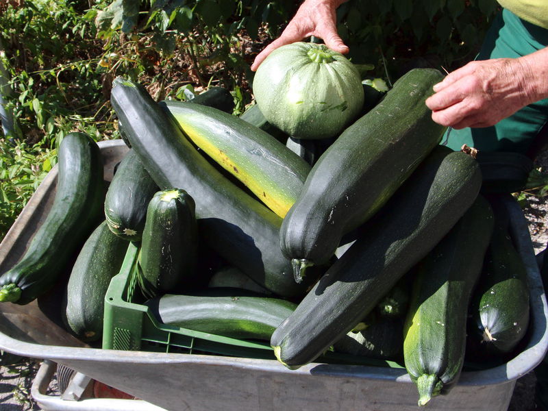 Datei:SG Zucchiniernte.jpg