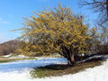 Dirndlstauden - in Blüte Schnee - Eben.JPG