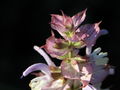 SG Blüte Muskatellersalbei2.JPG