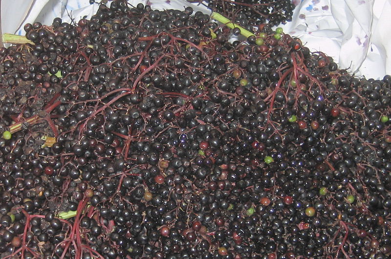 Datei:SG Steinschaler Ernte Hollunder.jpg