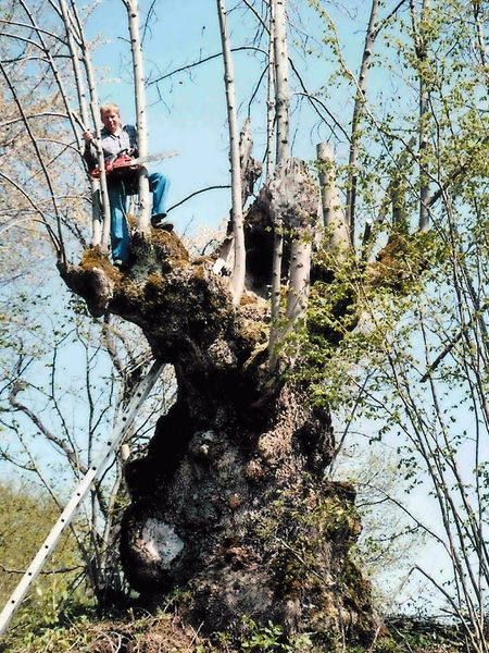 Datei:Schnoatbaum Fred.jpg