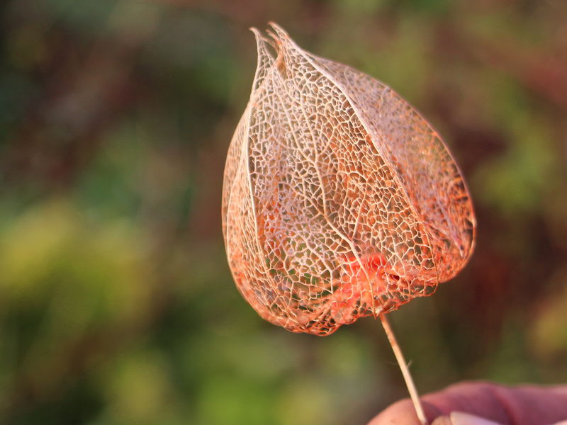 Datei:SG Physalis Skelett.jpg